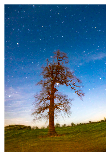 Eiche im Mondlicht (sRGB)